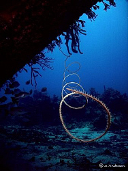 This is Wire Coral under the Willaurie in Nassau. This wr... by Steven Anderson 